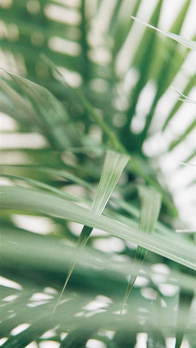 1080x1920 closeup photography of green palm leaves - plant iPhone 8 Wallpaper