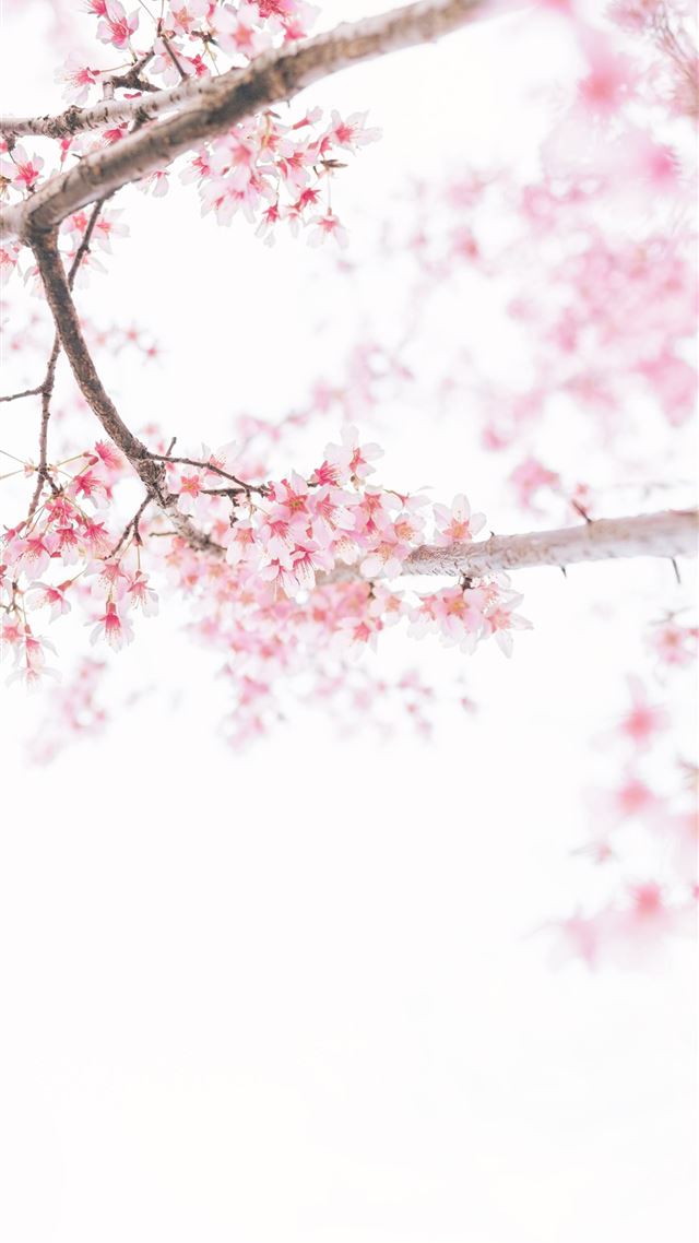 1080x1920 pink flowers -  iPhone 8 Wallpaper