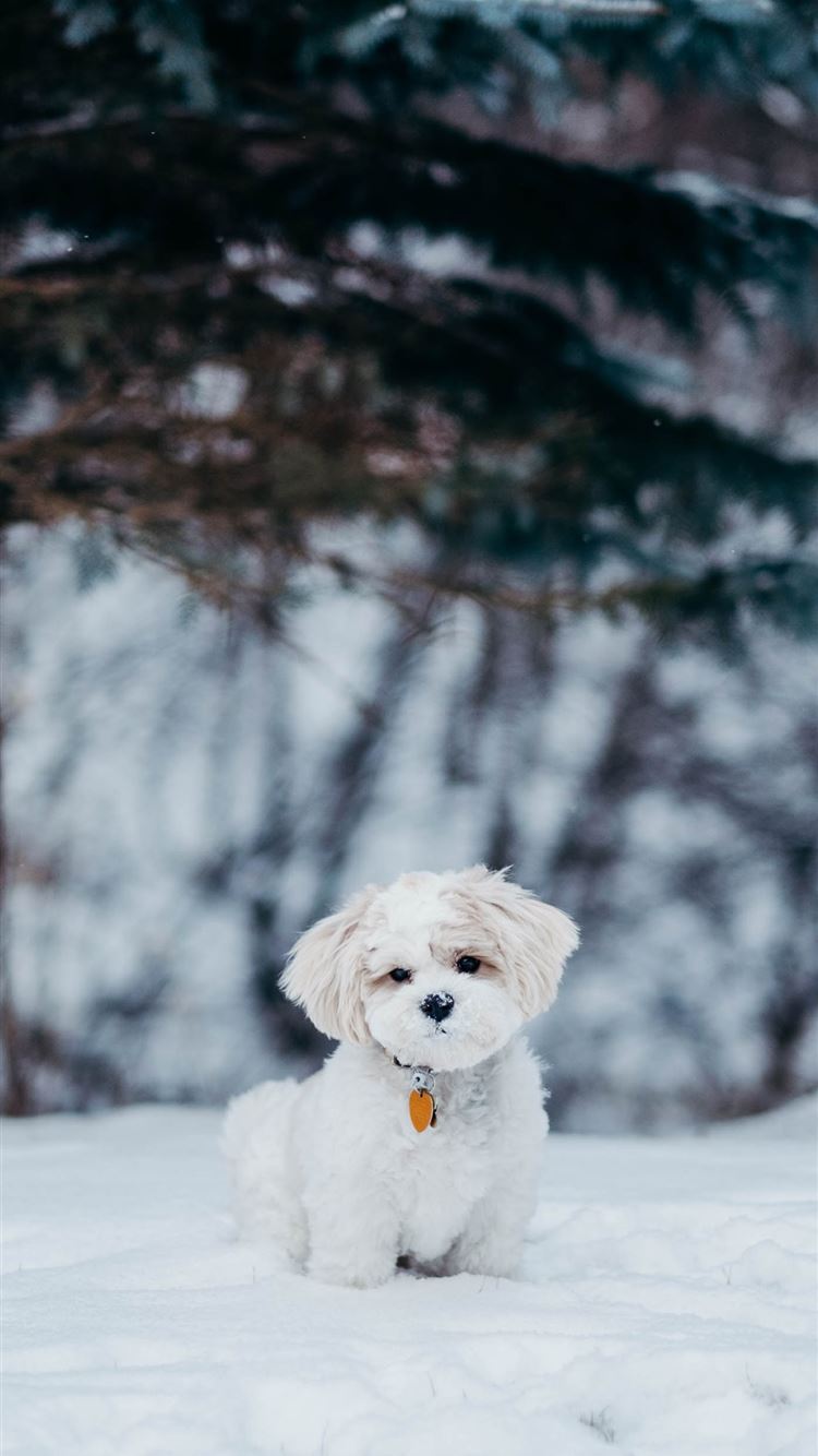 white dog standing on snow field beside tree iPhone 8 wallpaper 