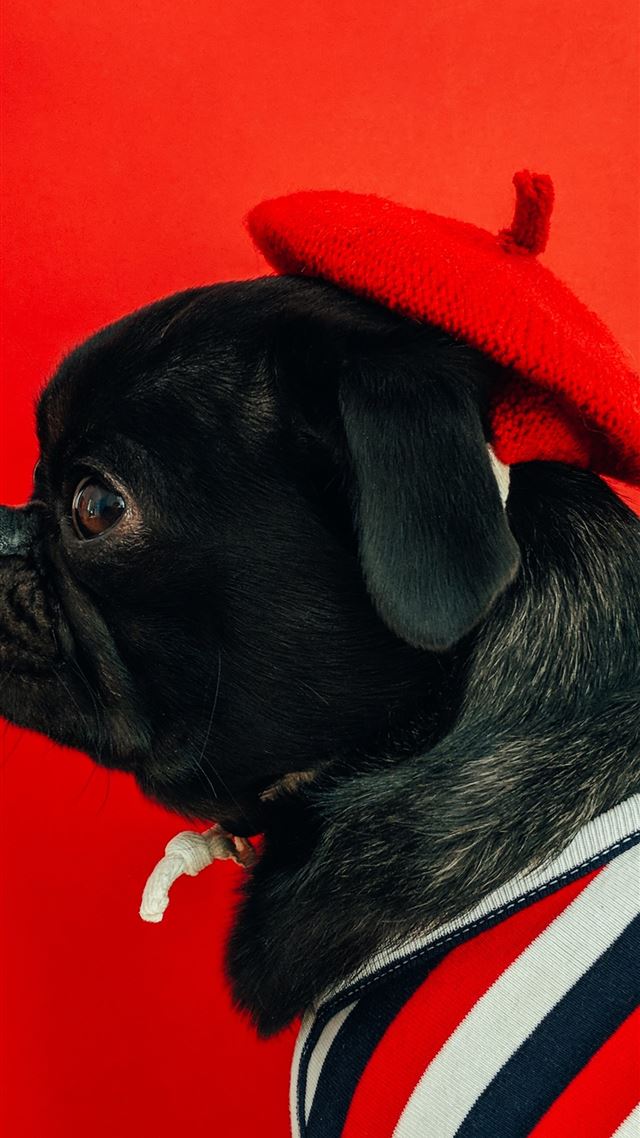 1080x1920 black fawn pug wearing white and red striped shirt - puppy iPhone 8 Wallpaper