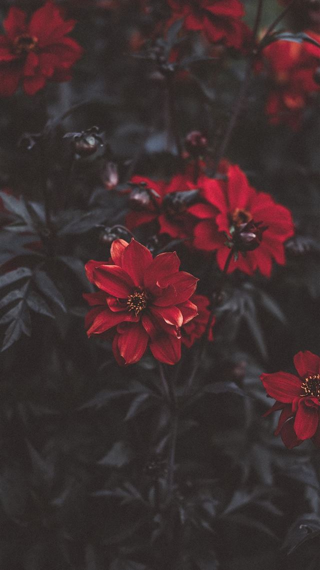 1080x1920 macro shot photography of red rose -  iPhone 8 Wallpaper