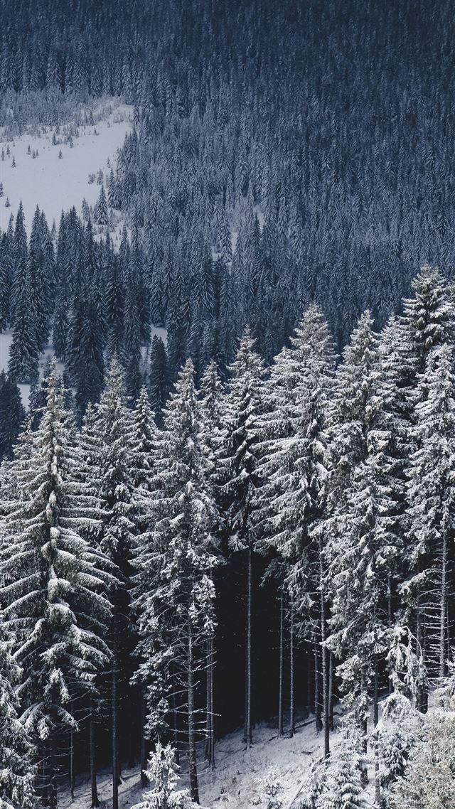 1080x1920 aerial photography of pine trees covered with snow - winter iPhone 8 Wallpaper