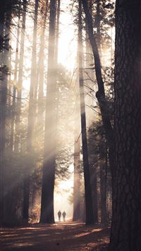 two person walking in the middle of tall trees wallpaper