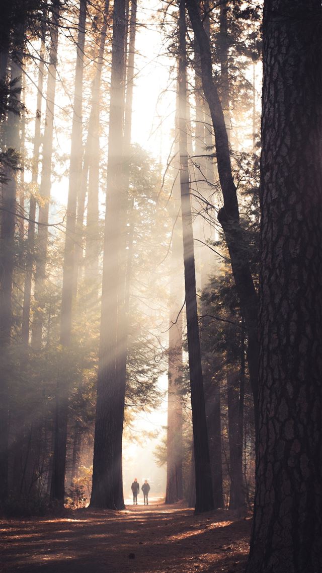 1080x1920 two person walking in the middle of tall trees - tree iPhone 8 Wallpaper