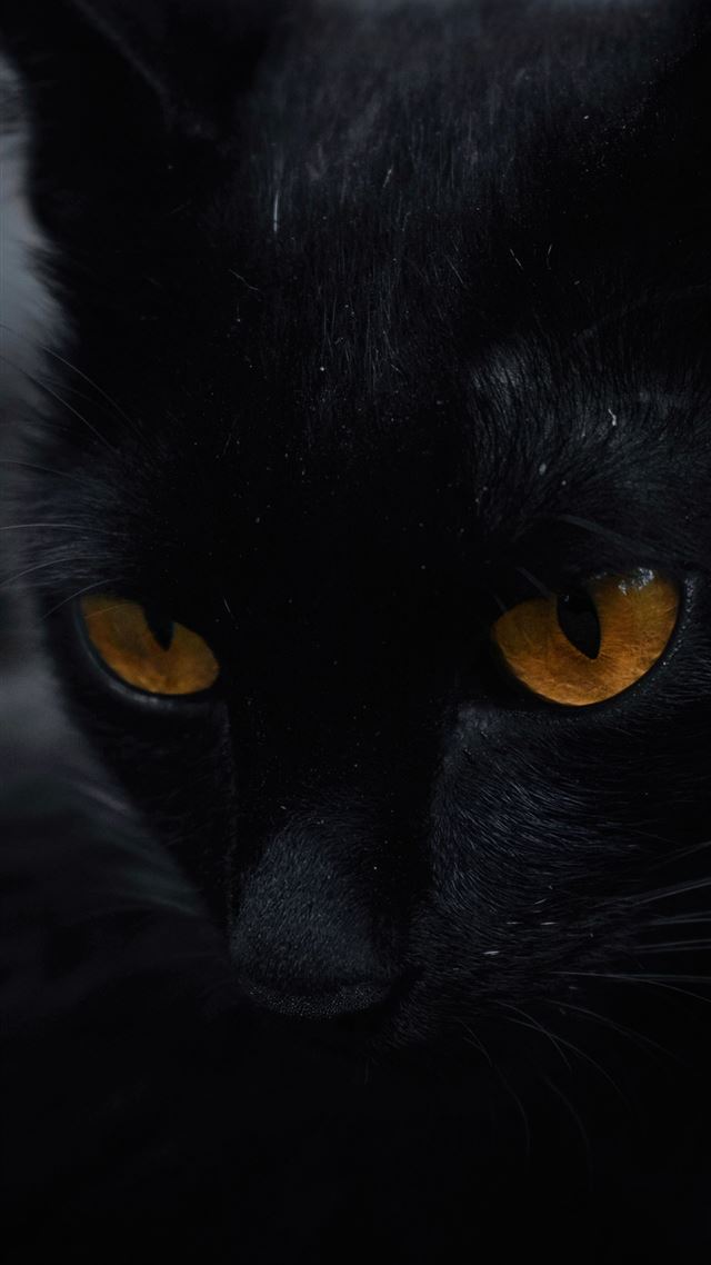 1080x1920 black cat - animal iPhone 8 Wallpaper