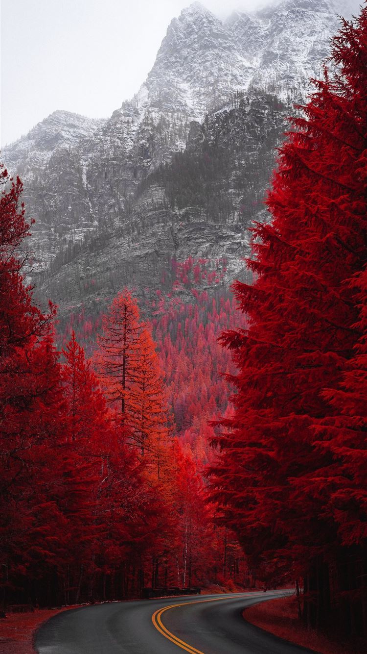road beside red trees iPhone 8 wallpaper 