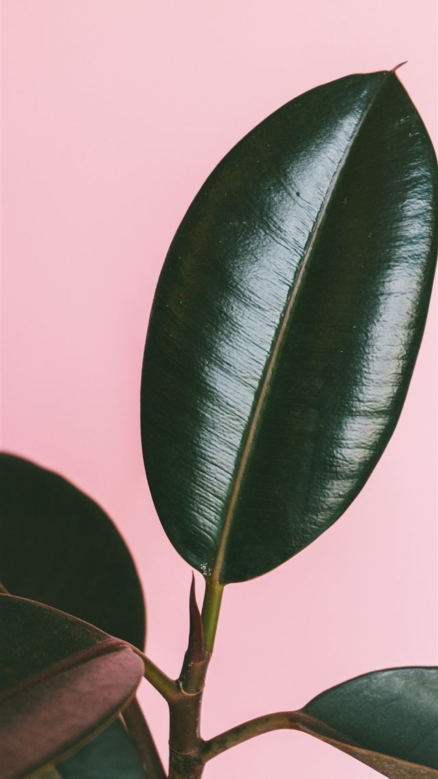 1080x1920 rubber plant - plant iPhone 8 Wallpaper