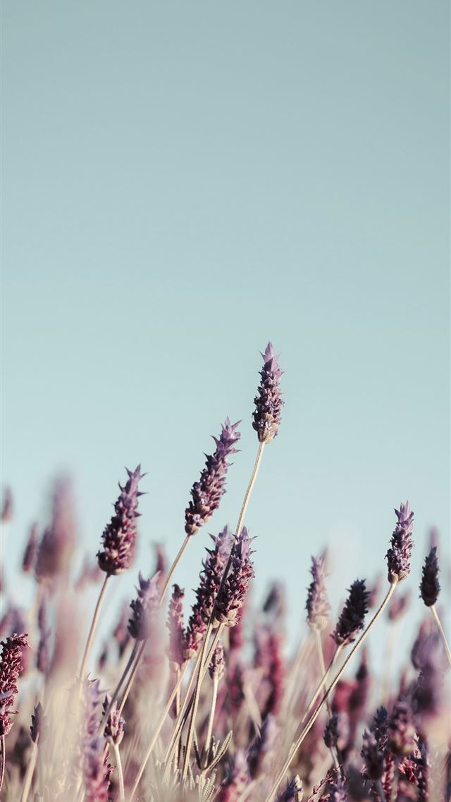 1080x1920 purple petaled flower field at daytime - grass iPhone 8 Wallpaper
