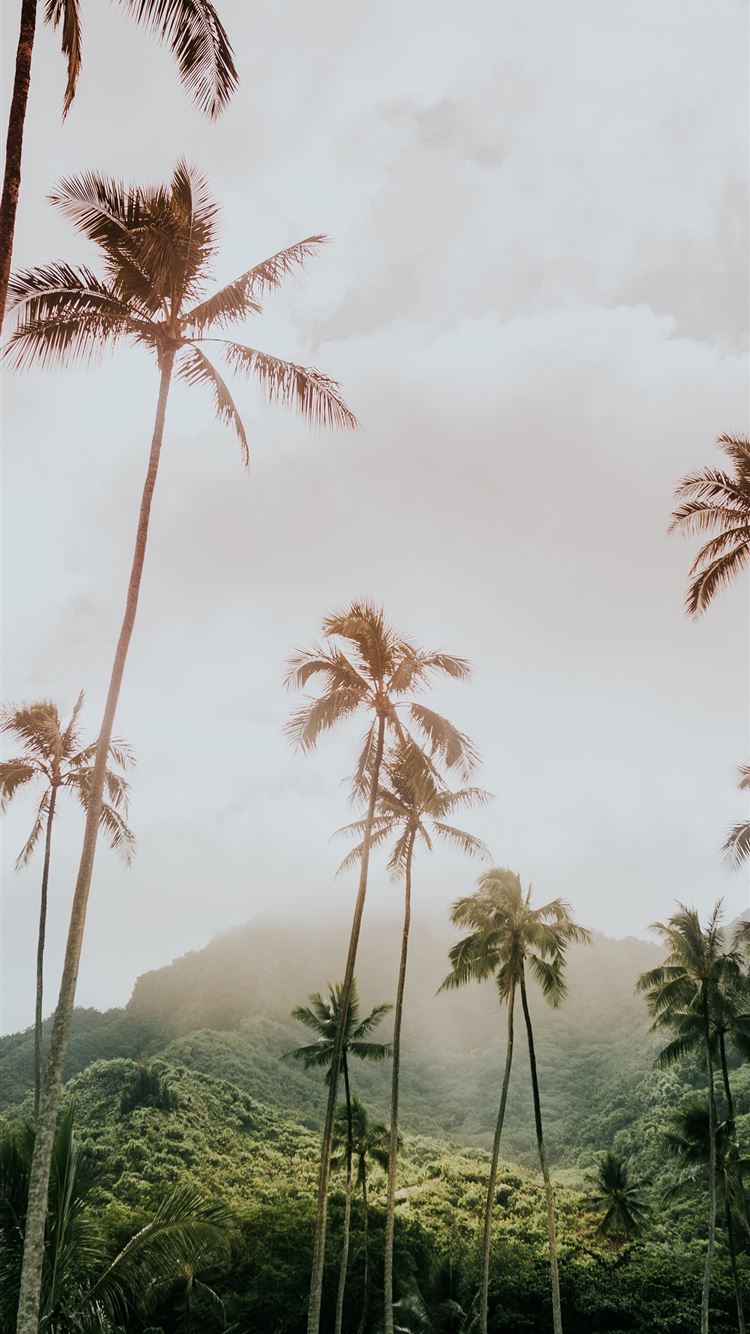coconut trees during day iPhone 8 wallpaper 