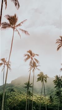 hawaii palm trees iphone wallpaper