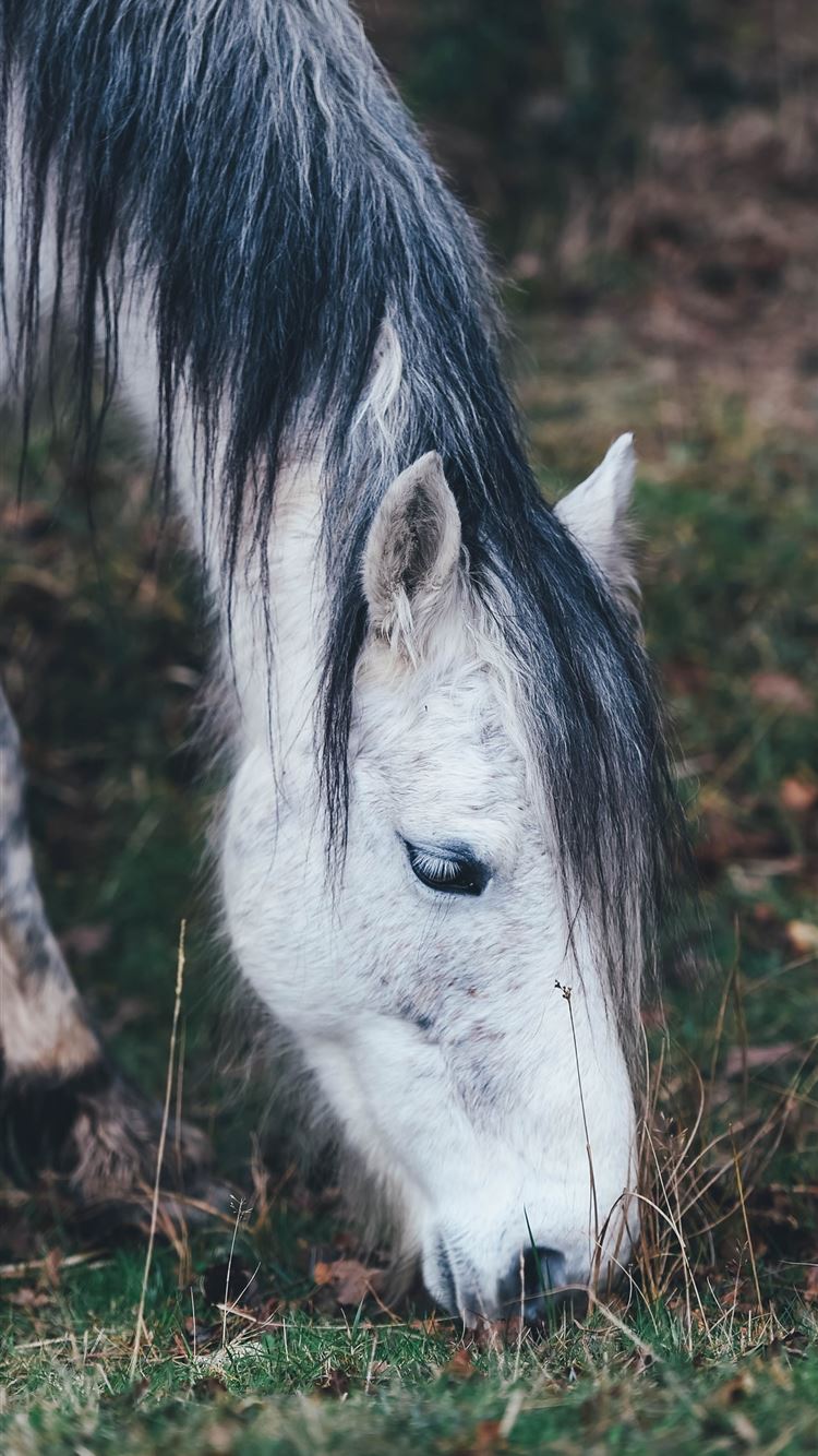 white horse grazing on grass in selective focus ph... iPhone 8 wallpaper 