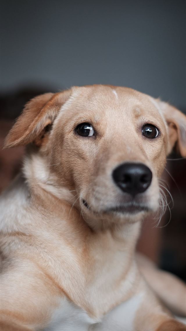 1080x1920 short coated brown dog - dog iPhone 8 Wallpaper