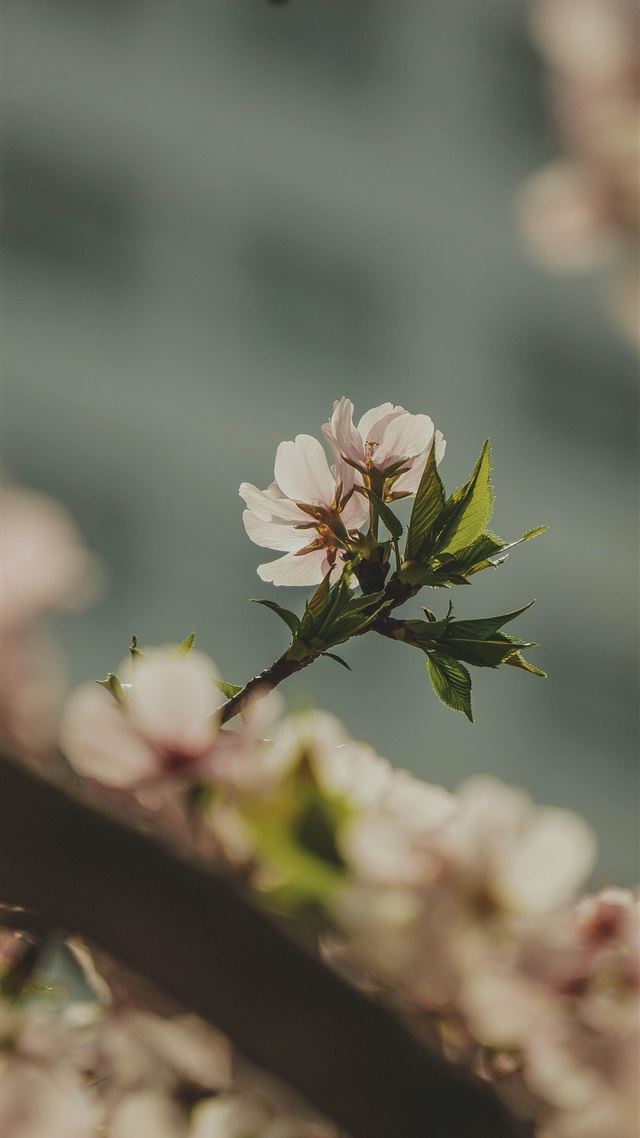 1080x1920 selective focus photography of bee hovering above ... - cherry blossom iPhone 8 Wallpaper