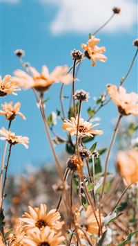 beige petaled flower wallpaper