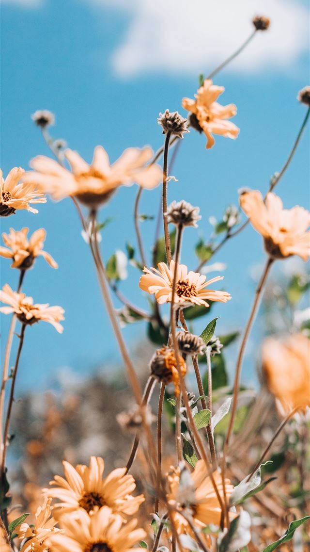 1080x1920 beige petaled flower - spring iPhone 8 Wallpaper