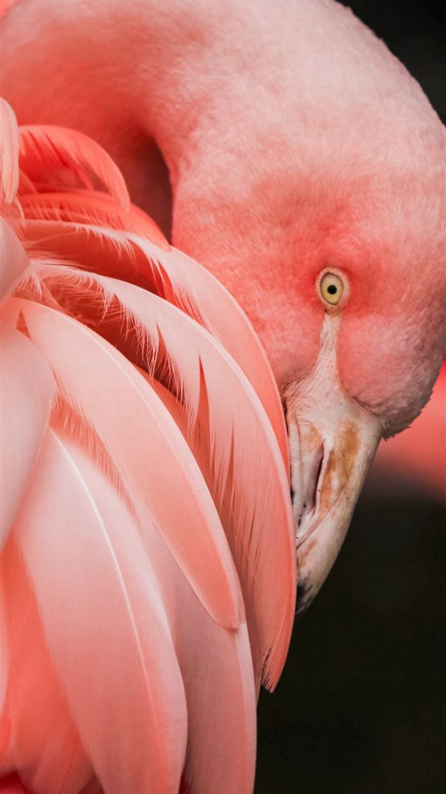 1080x1920 close up photography of a pink bird - pink iPhone 8 Wallpaper