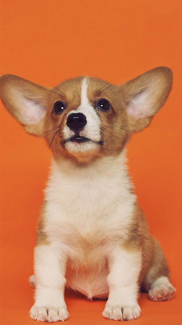 1080x1920 short coated brown and white puppy - brown iPhone 8 Wallpaper
