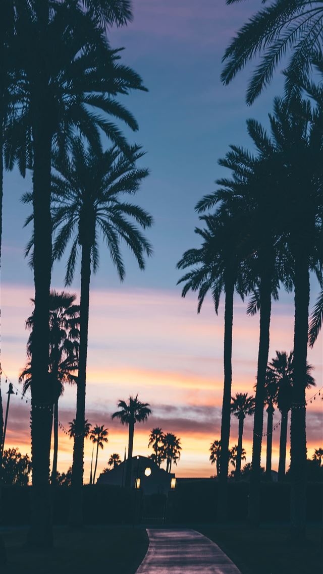 1284x2778 silhouette of houses beside palm trees and pathway - tree iPhone 8 Wallpaper