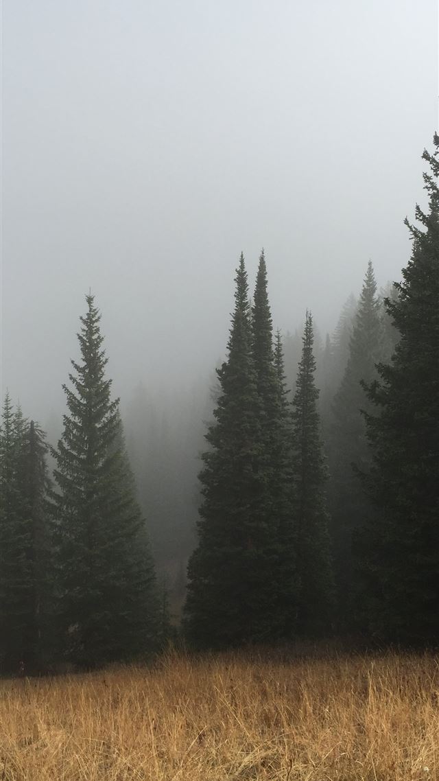 1284x2778 green pine trees below a cloudy sky - forest iPhone 8 Wallpaper