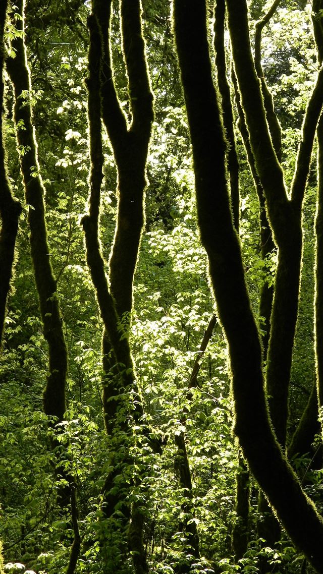 1284x2778 tree lot - forest iPhone 8 Wallpaper