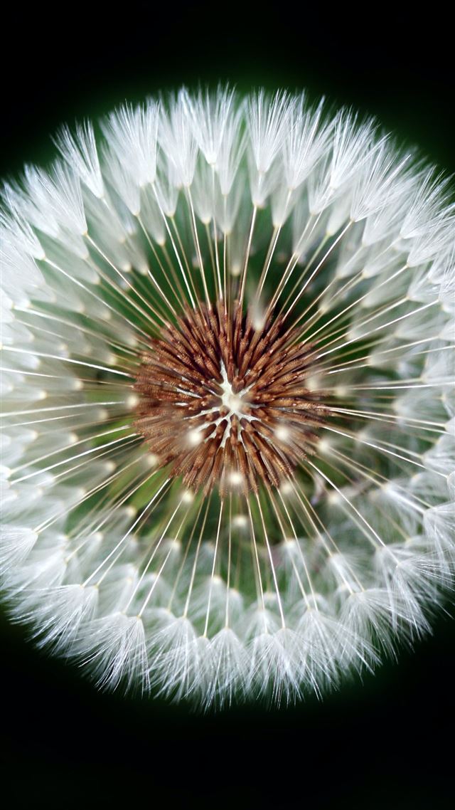 1284x2778 macro photography of dandelion - macro iPhone 8 Wallpaper