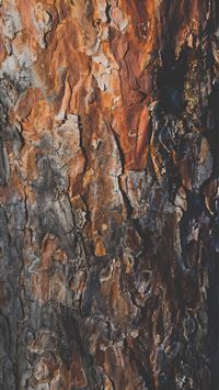 tree trunk wallpaper