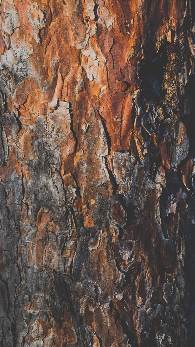 1284x2778 tree trunk - art iPhone 8 Wallpaper
