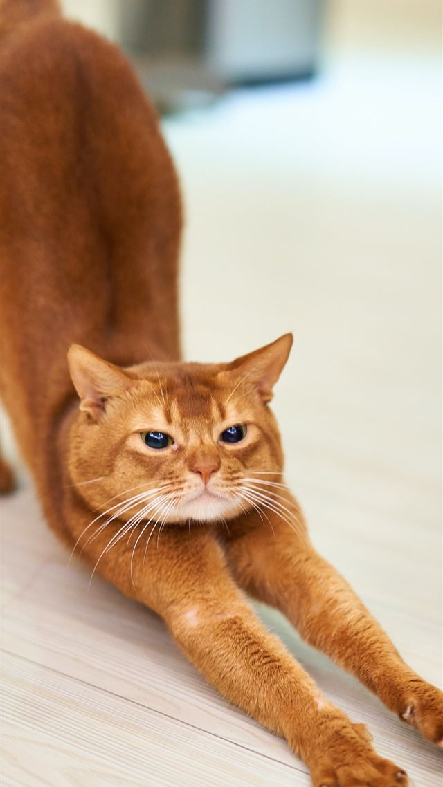 1284x2778 orange cat stretching on white surface - brown iPhone 8 Wallpaper