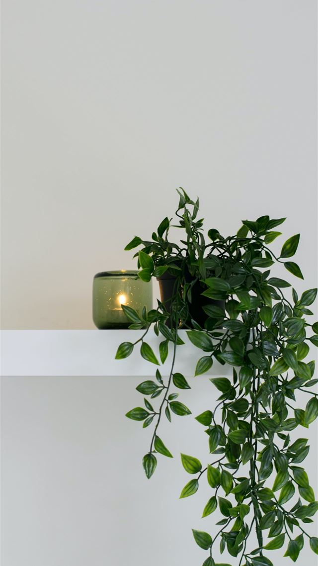 1284x2778 green leafed plant place on floating shelf - green iPhone 8 Wallpaper