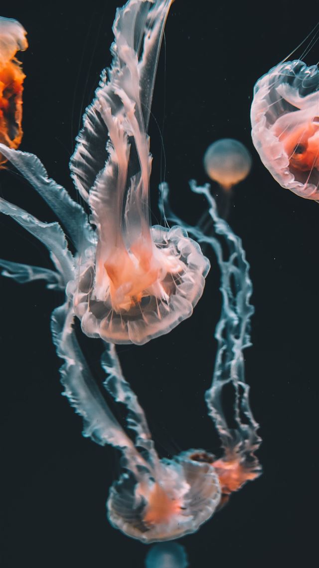 1284x2778 pink jellyfishes underwater - life iPhone 8 Wallpaper