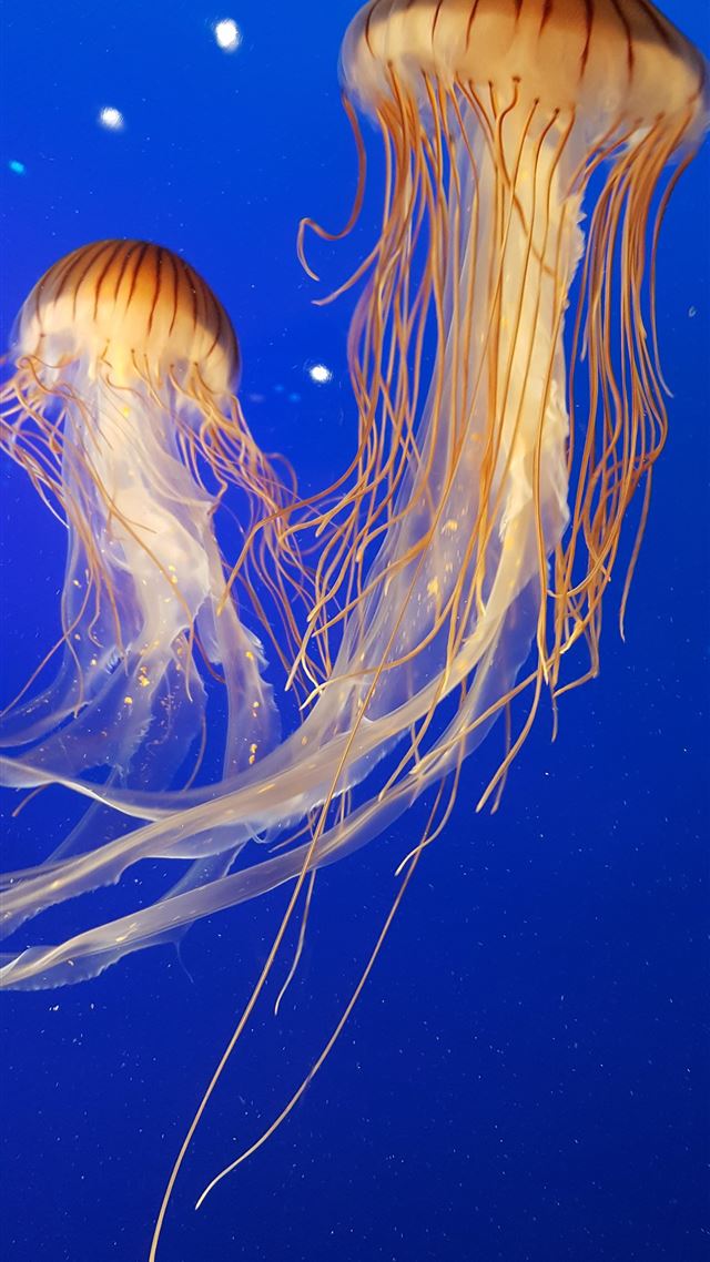 1284x2778 shallow focus photography of two brown jellyfish - yellow iPhone 8 Wallpaper