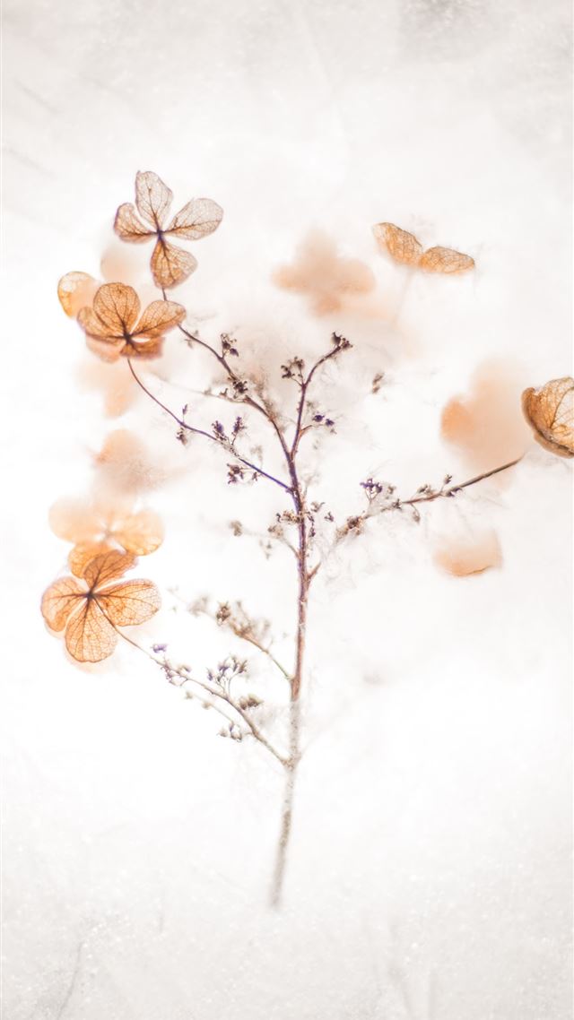 1284x2778 brown floral painting - brown iPhone 8 Wallpaper