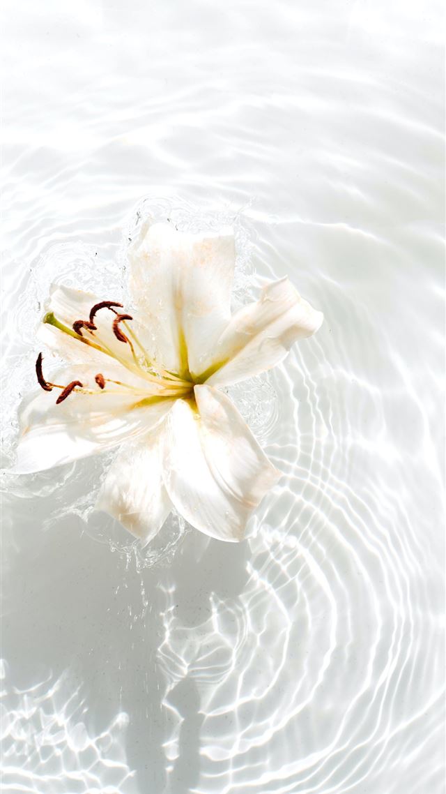 1284x2778 white and yellow flower on water - flower iPhone 8 Wallpaper