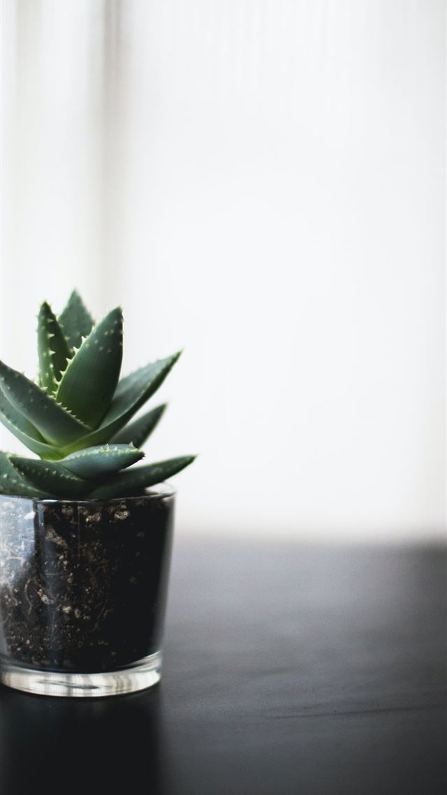 1284x2778 selective focus photo of succulent plant on black ... - flower iPhone 8 Wallpaper