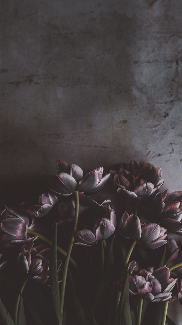1284x2778 pink and red flowers -  iPhone 8 Wallpaper