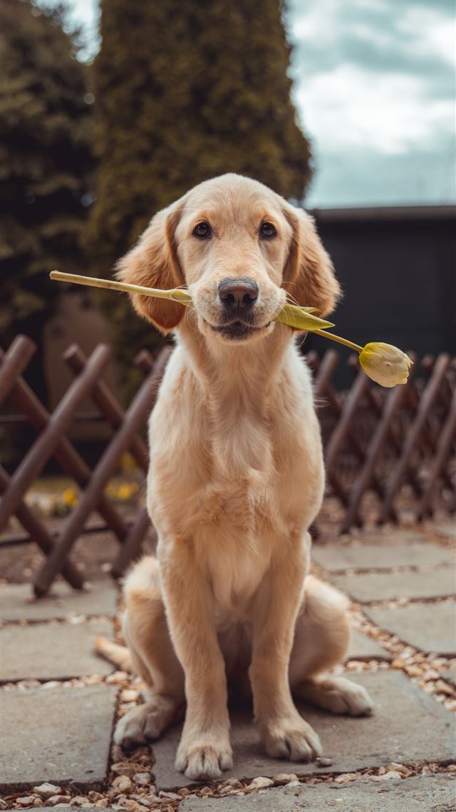 1284x2778 yellow Labrador retriever biting yellow tulip flow... - cute iPhone 8 Wallpaper