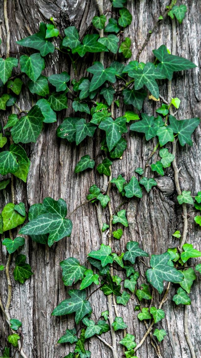 1284x2778 green leaves -  iPhone 8 Wallpaper