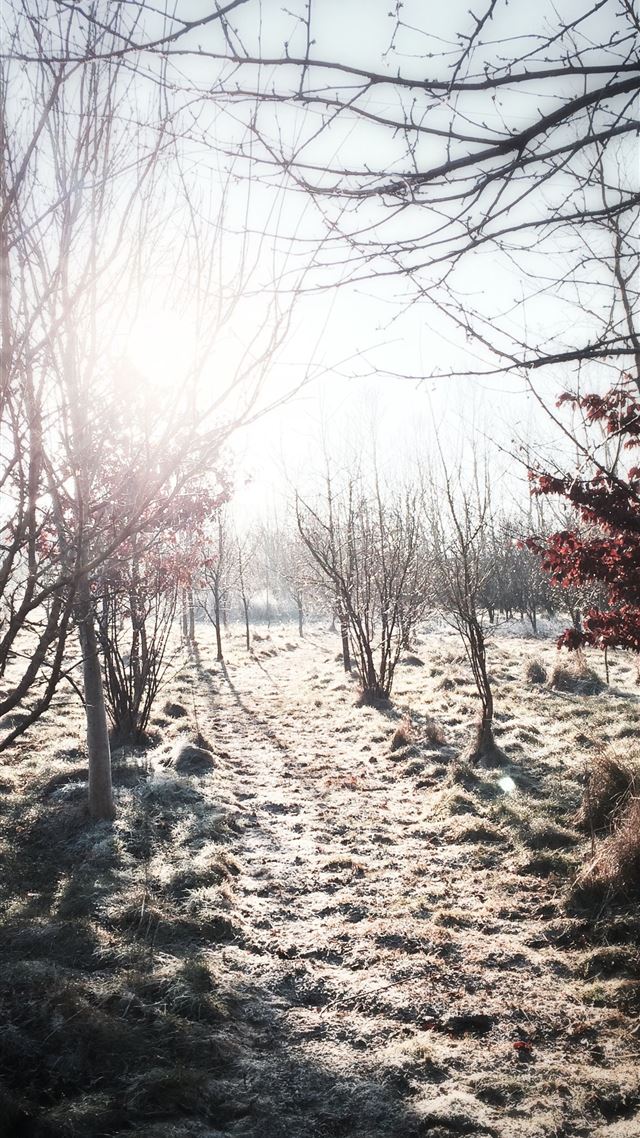 1284x2778 bare trees and ground covered in snow under clear ... - winter iPhone 8 Wallpaper