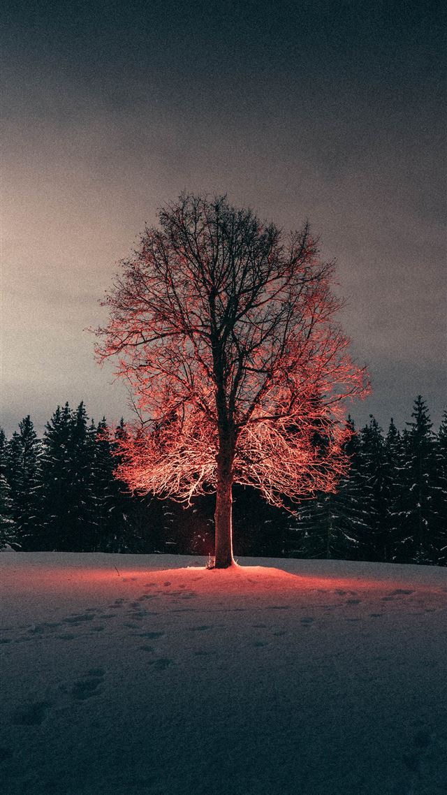 1284x2778 leafless tree on snow covered ground -  iPhone 8 Wallpaper