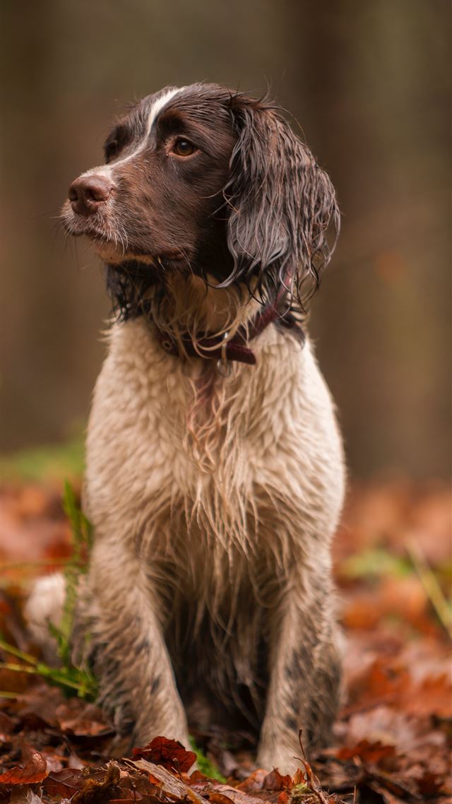 1284x2778 short coated white and black dog on brown leaves - brown iPhone 8 Wallpaper