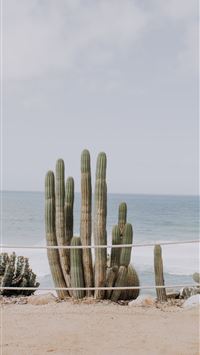 cactus on shore under cloudy sky wallpaper