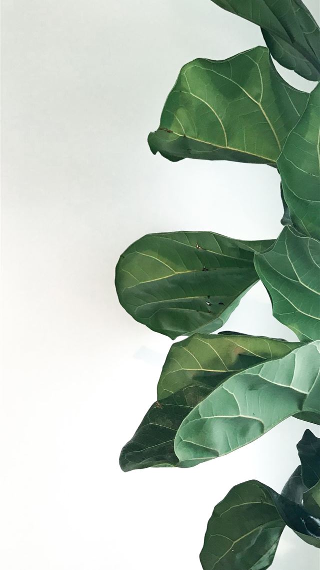 1284x2778 green plants -  iPhone 8 Wallpaper