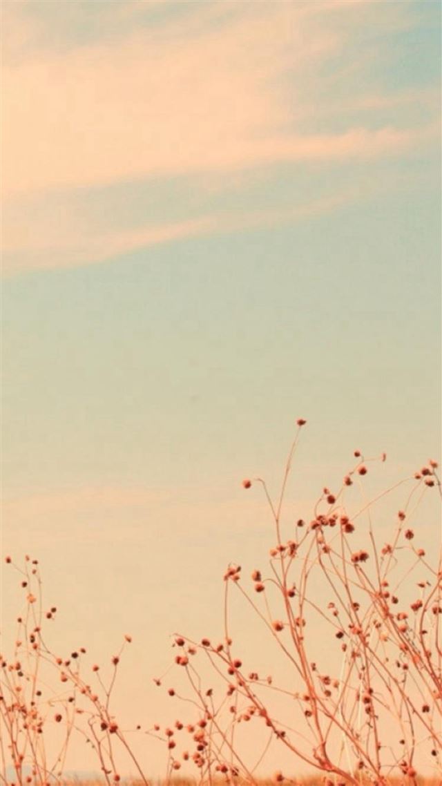 159 Wallpapers In branch Wallpapers For iPhone 8