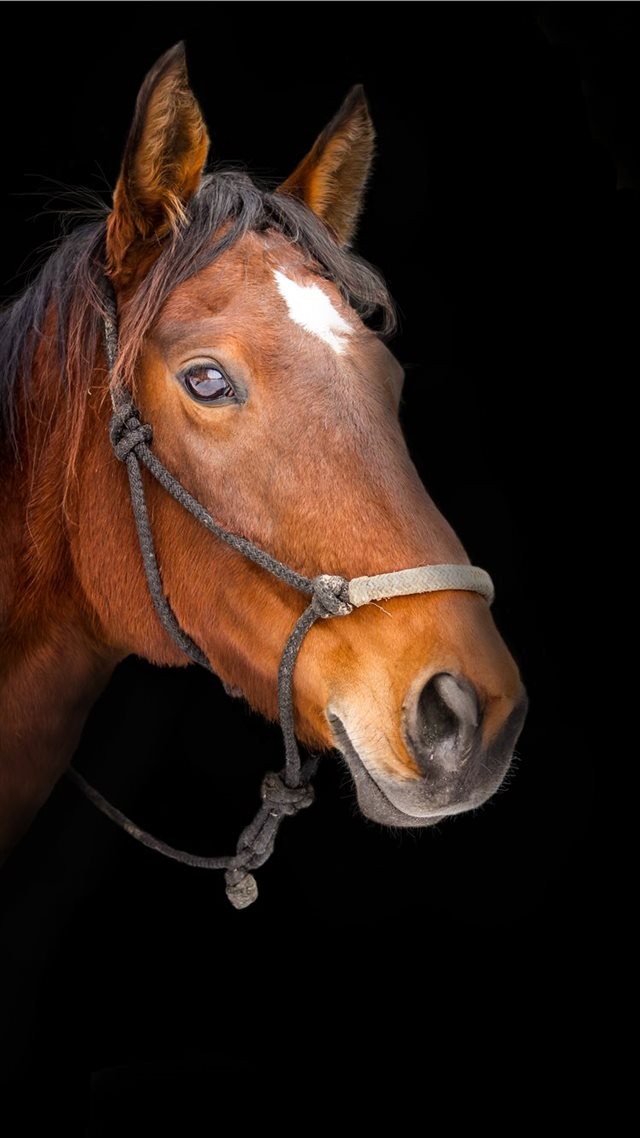 88 Wallpapers In Portrait Wallpapers For iPhone 8