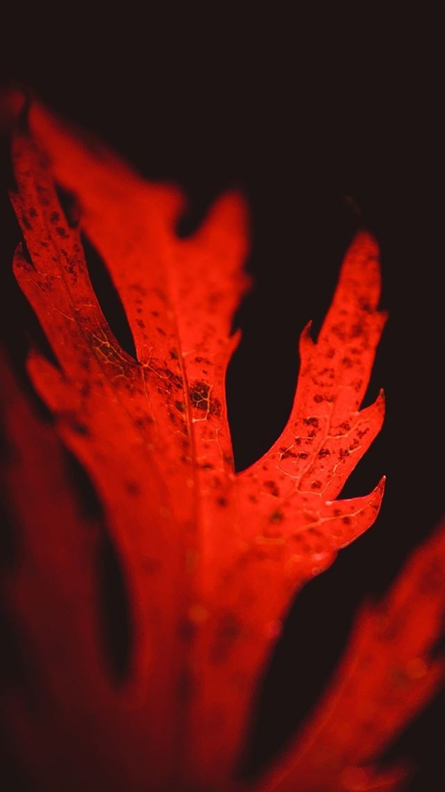 1080x1920 leaves macro - macro iPhone 8 Wallpaper