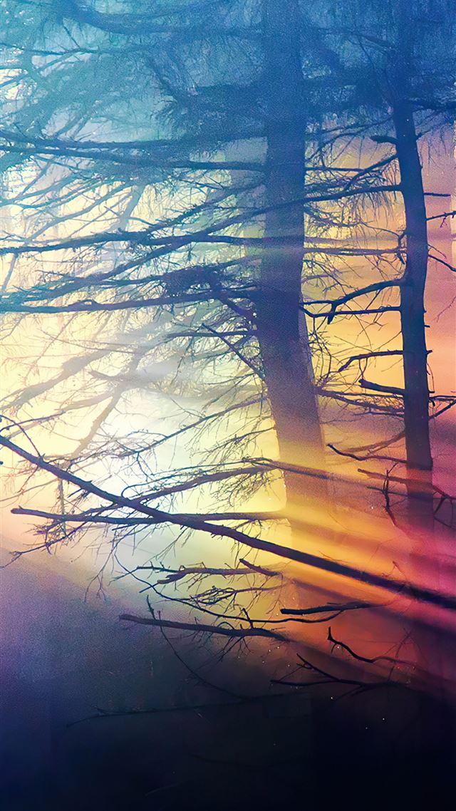 1080x1920 morning sunbeams forest 4k - forest iPhone 8 Wallpaper