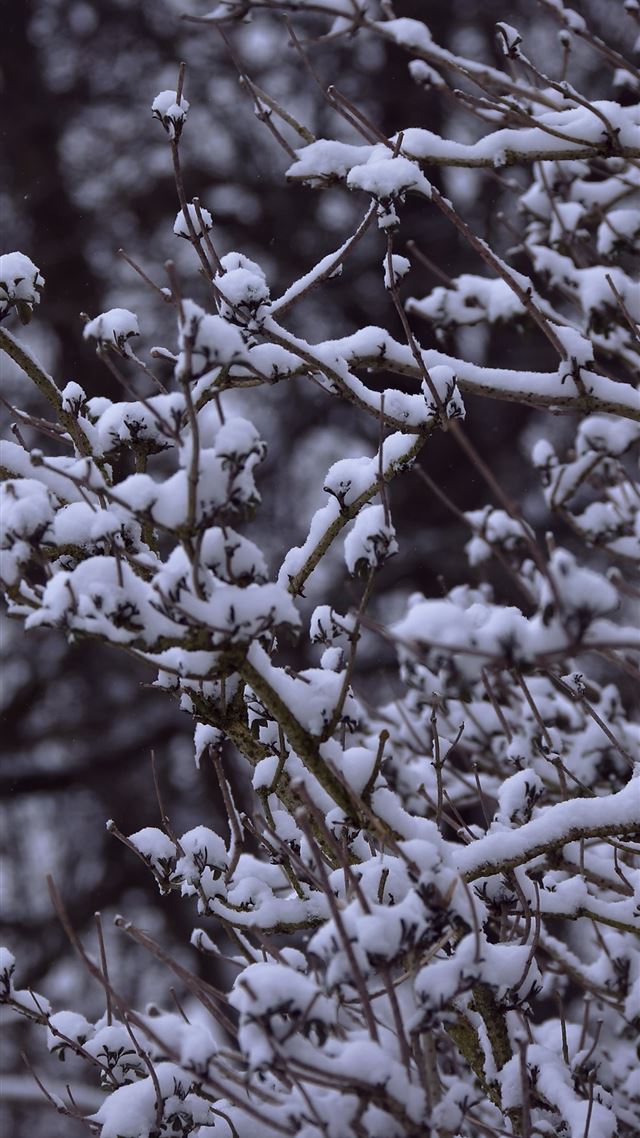 1080x1920 snowy branches 5k - 5k iPhone 8 Wallpaper