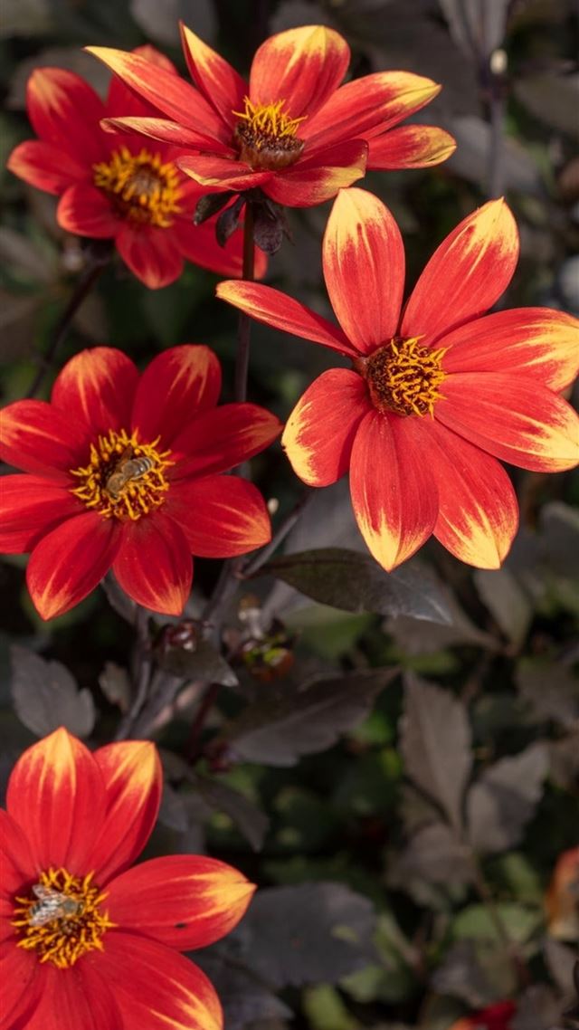 1080x1920 flower bed - flowers iPhone 8 Wallpaper