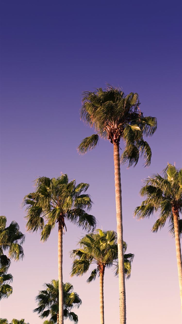 66625 Florida Palm Trees Images Stock Photos  Vectors  Shutterstock