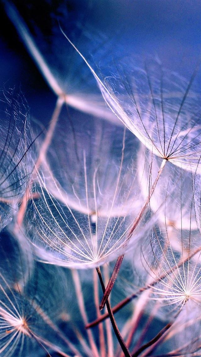 1080x1920 Macro Dandelions -  iPhone 8 Wallpaper